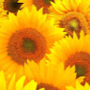 Meet your Posher, Delia